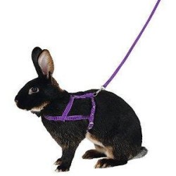 Rabbit Pettorina Agility con Guinzaglio 2mt - L